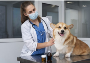vosd vet dog heart