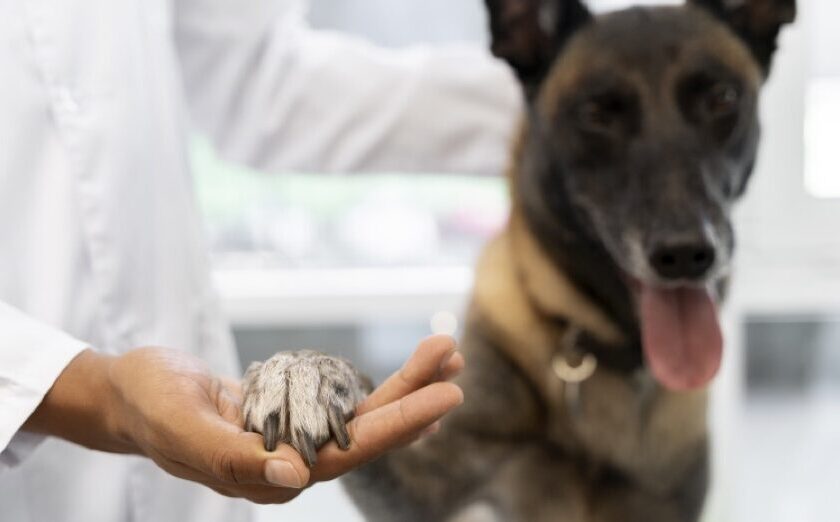 vosd.vet treatments